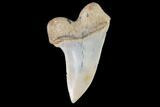 Mako Shark Tooth Fossil - Sharktooth Hill, CA #94731-1